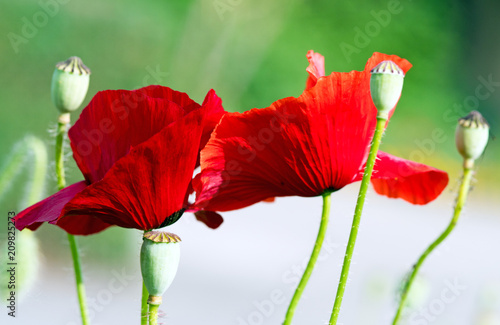 Fototapeta Naklejka Na Ścianę i Meble -  Summer happiness, love of life: wonderful meadow with red poppies :)