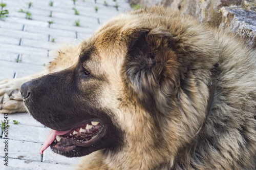 dog caucasian sheepdog two years old jpg