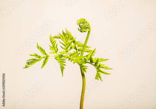 Rattlesnake Fern - Botrychium virginianum  photo