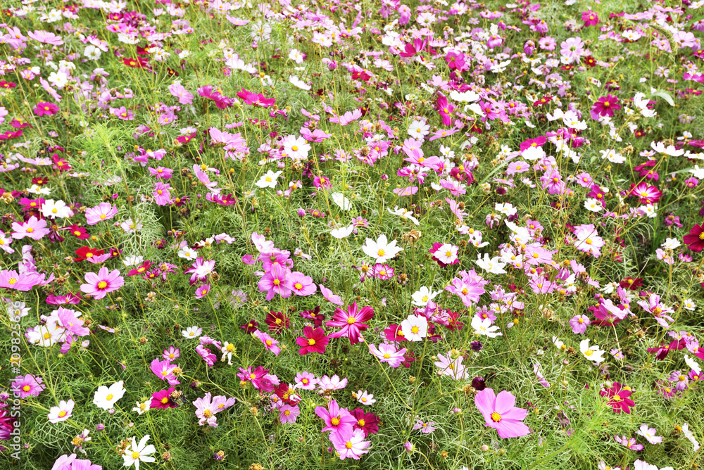 Cosmos flower field Cosmos flower field