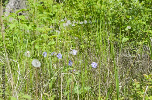 Fototapeta Naklejka Na Ścianę i Meble -  Meadow geranium (Geránium praténse)