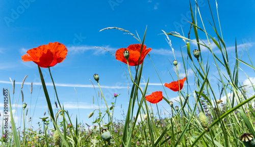Fototapeta Naklejka Na Ścianę i Meble -  Summer happiness, love of life: wonderful meadow with red poppies :)