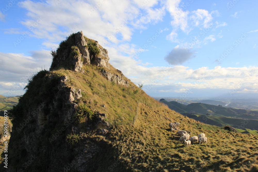 Sheep in Te Mata Peak