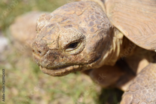 tortue