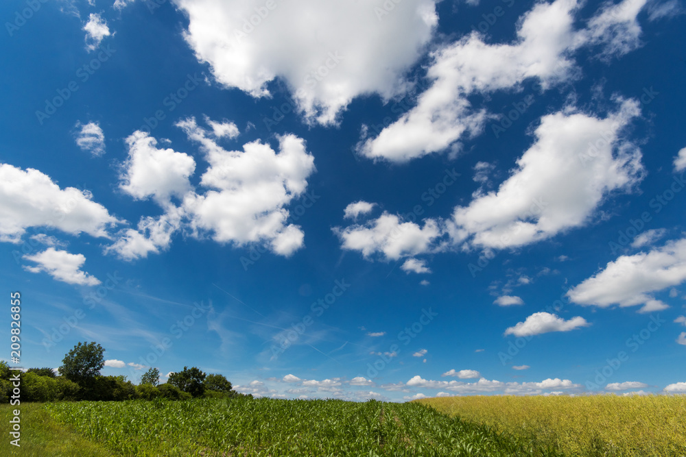 Farben des Sommers: gelb, grün und blau, Rapsfeld unter blauem Himmel :)