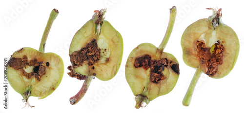 Sections of halves of green unripe apples, which are eaten and spoiled by worms photo