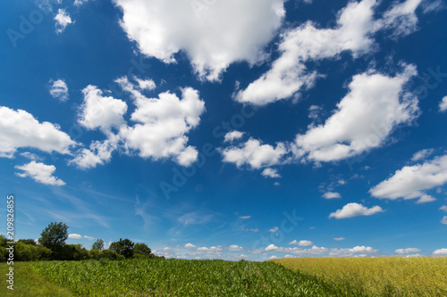 Farben des Sommers: gelb, grün und blau, Rapsfeld unter blauem Himmel :)