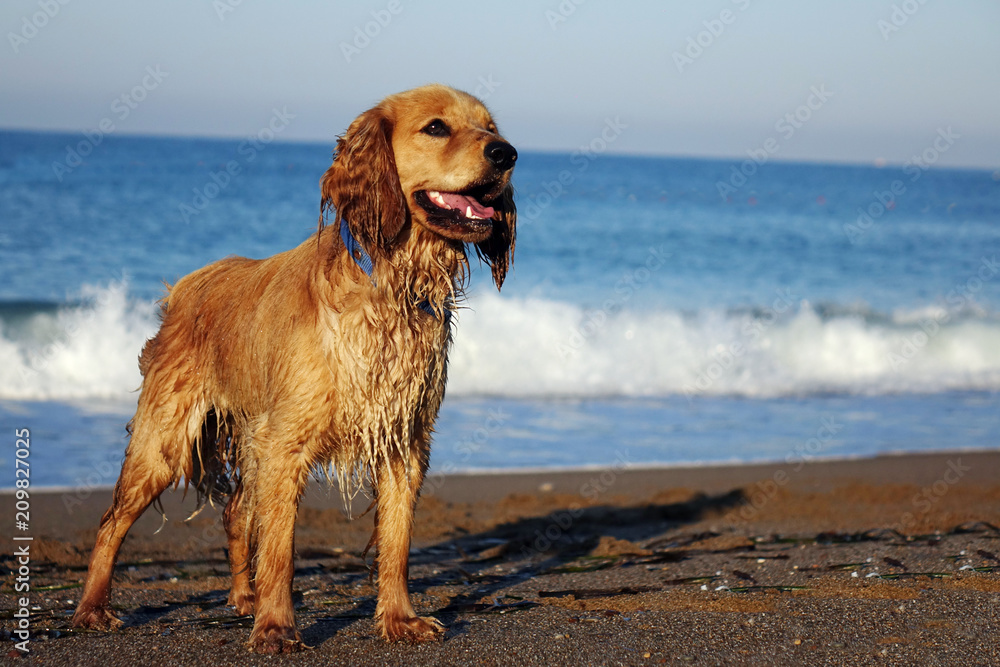 Portrait of a young dog on a sandy beach, against the sky and sea waves. Portrait of a young dog on a sandy beach, against the sky and sea waves.