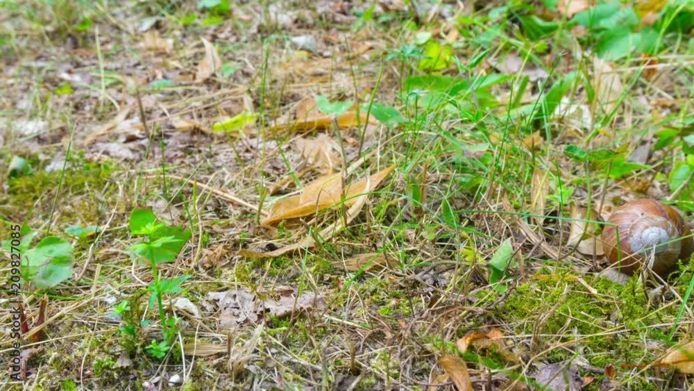 The snail crawls on the ground, time-lapse
The snail crawls on the ground, time-lapse