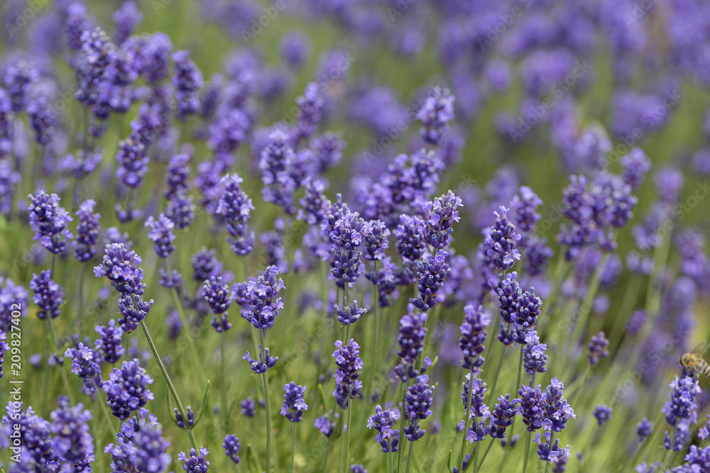 Naklejka premium Lavender flowers blooming in the garden, beautiful lavender field