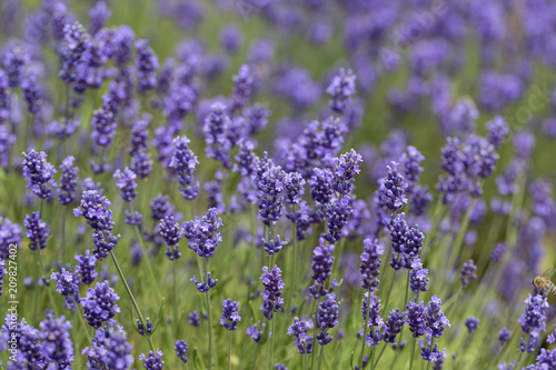Fototapeta Naklejka Na Ścianę i Meble -  Lavender flowers blooming in the garden, beautiful lavender field