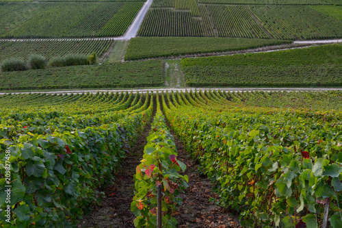 france champagne region hautvillers vineyards photo