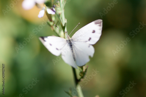 Wild meadow grass and butterfly in spring in nature macro