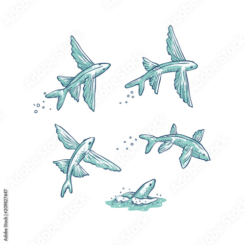 Fotografiet Vector set flying fish jumping dive and swim