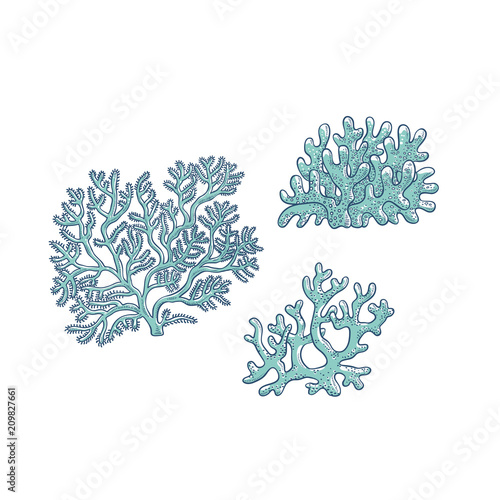 Vector set corals. Three types polyps monochrome outline sketch illustration isolated on white background for design of tourist cards logos on marine theme.