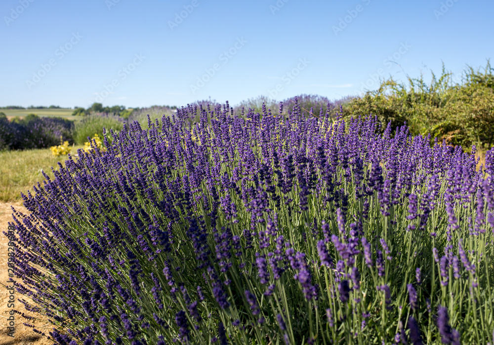 Naklejka premium Garden with the flourishing lavender