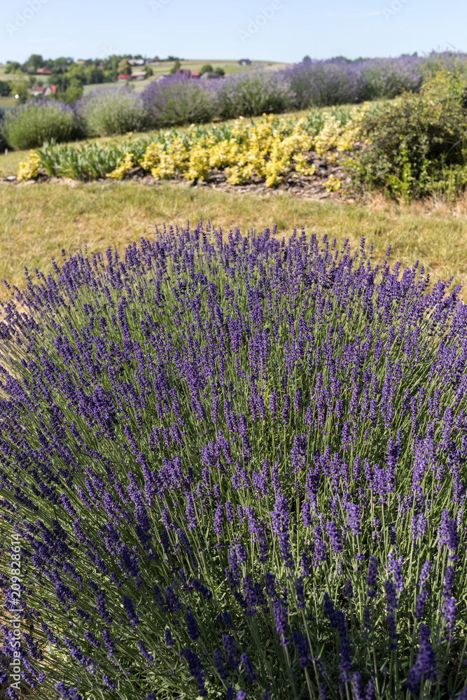 Naklejka premium Garden with the flourishing lavender