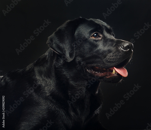 Labrador retriever Dog on Isolated Black Background in studio © TrapezaStudio