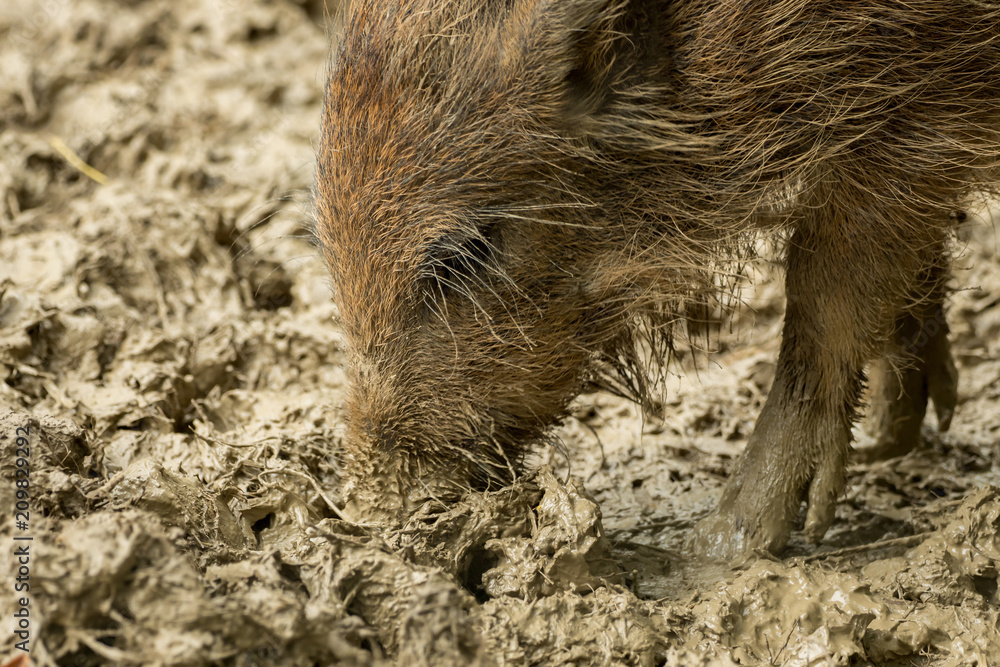 A boar is looking for food in the wet mud A boar is looking for food in the wet mud