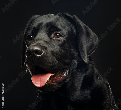 Labrador retriever Dog on Isolated Black Background in studio