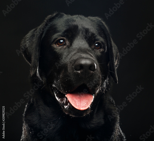 Labrador retriever Dog on Isolated Black Background in studio