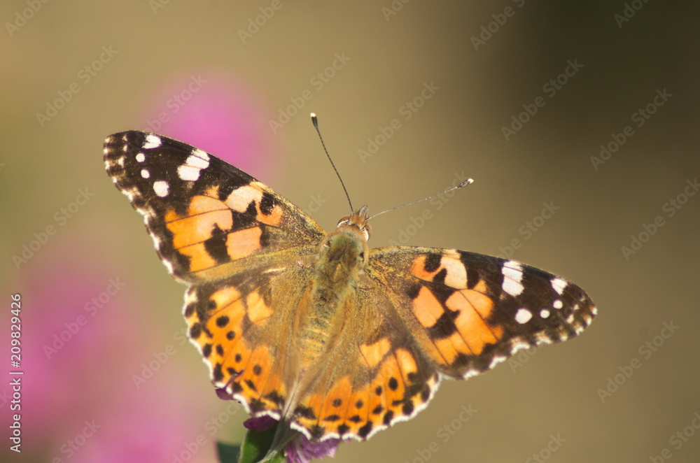 Obraz premium ヒメアカタテハ