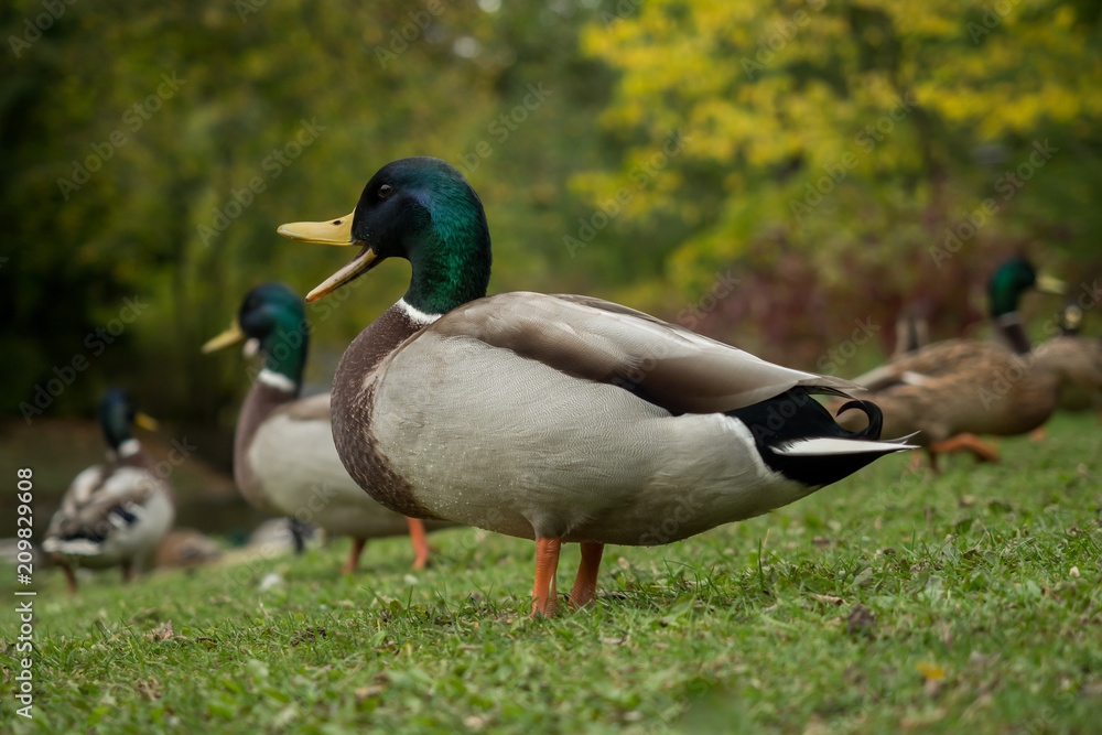 Many wild ducks out in the park