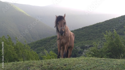 Horse grazing on mountain pastures.