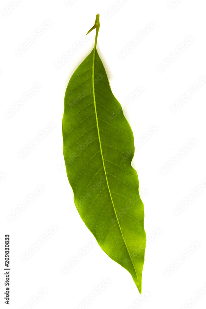 Obraz premium Champaka leaf tropical isolated on white