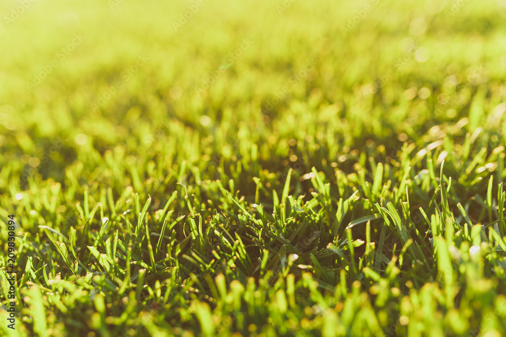 Close up vibrant spring green fresh golf grass, sunshine lawn. Nature texture, green background for wallpaper. Soft focus. Abstract. Soccer field or sports concept design.