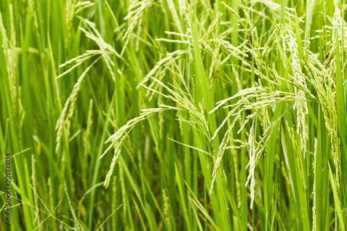 In the rice fields