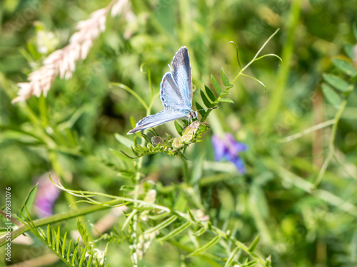 Faulbaum-Bläuling,Celastrina argiolus photo