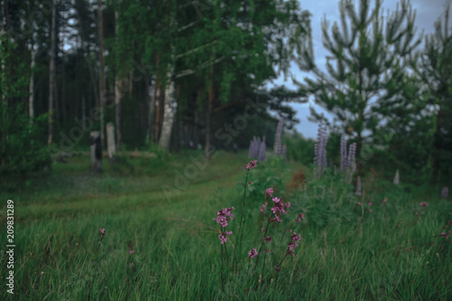 Fototapeta Naklejka Na Ścianę i Meble -  Pink flowers and country road in the village in the evening