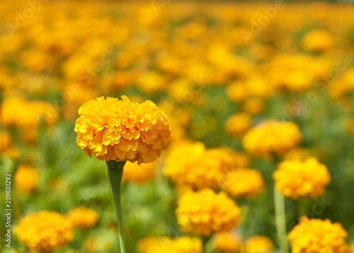 Beautiful Marigold flowers