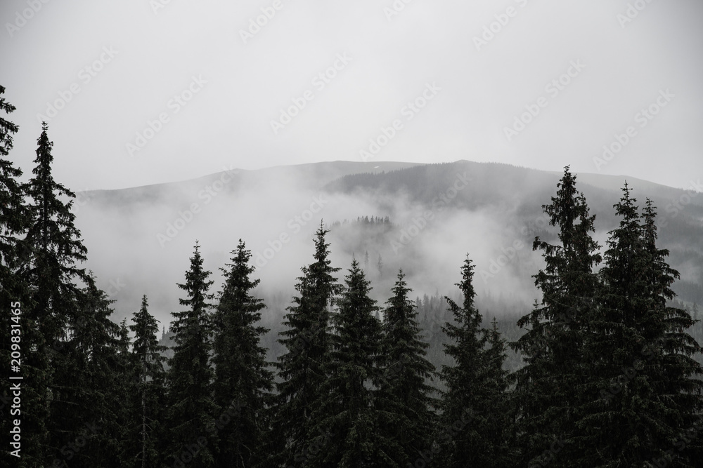 Misty dark forest