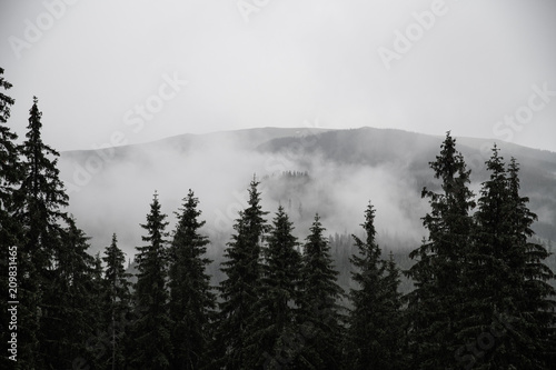 Plakat śnieg niebo las