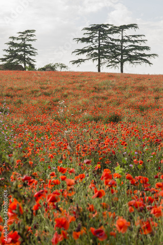 Fototapeta Naklejka Na Ścianę i Meble -  Field of red poppy flowers under the sun.