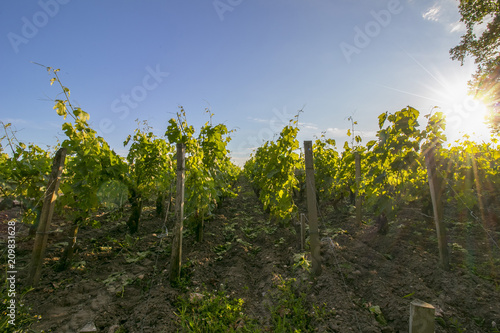 Rows of vine, one spring evening, with sunset.