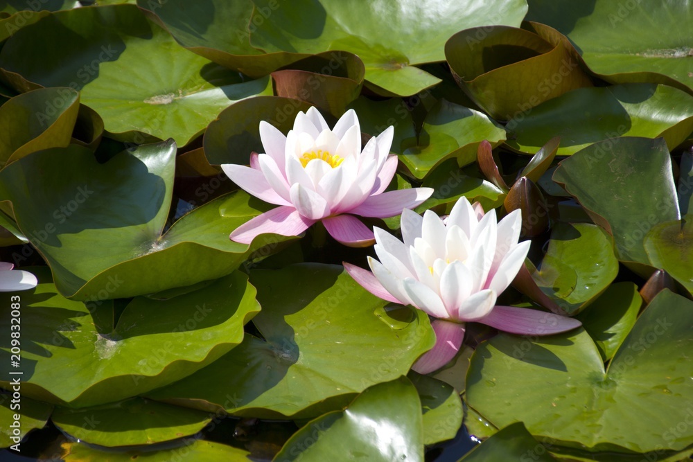 Water lilies specialize in life in ponds and lakes.They anchor themselves in the mud of the watered.As an aquatic plant, the water lily belongs to the hydrophytes and has some special adaptations. Water lilies specialize in life in ponds and lakes.They anchor themselves in the mud of the watered.As an aquatic plant, the water lily belongs to the hydrophytes and has some special adaptations.