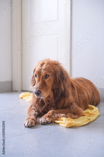 Cute golden retriever on the ground