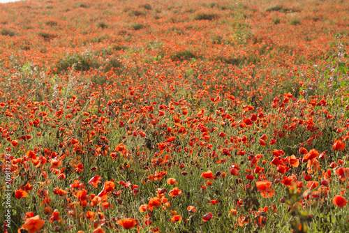 Fototapeta Naklejka Na Ścianę i Meble -  Field of red poppy flowers under the sun.
