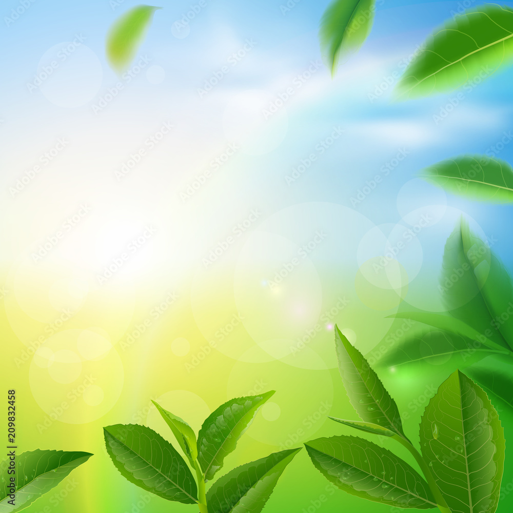 green tea leaves in motion on sky background. green tea leaves in motion on sky background.
