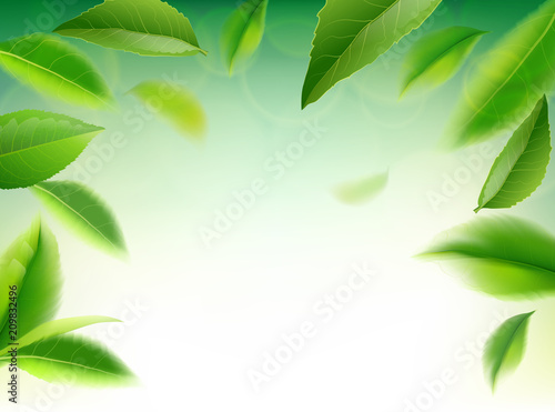 Green tea leaves vector nature background.