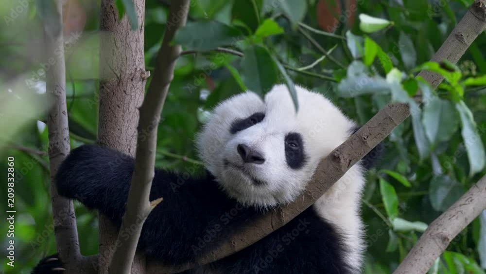 Panda baby bear going to sleep on the tree Panda baby bear going to sleep on the tree