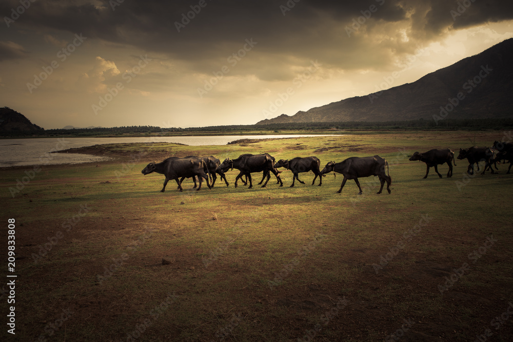 some water buffaloes are walking at sunset along a lakeside in the south of india