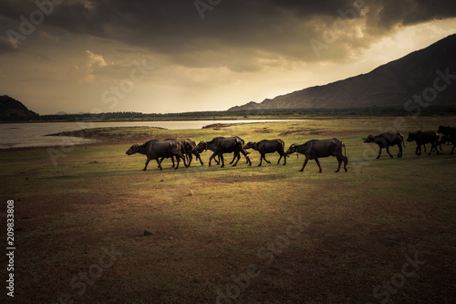 some water buffaloes are walking at sunset along a lakeside in the south of india