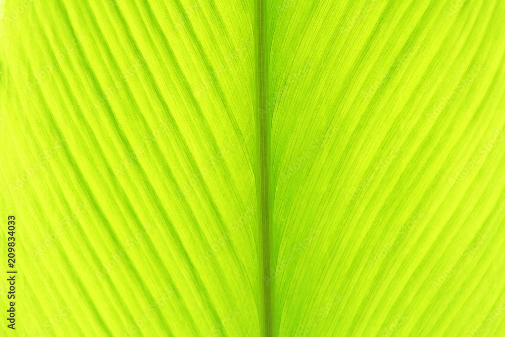 Young turmeric leaf, green leaves background with vien patterns Young turmeric leaf, green leaves background with vien patterns