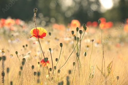 Poppies in the field at dawn