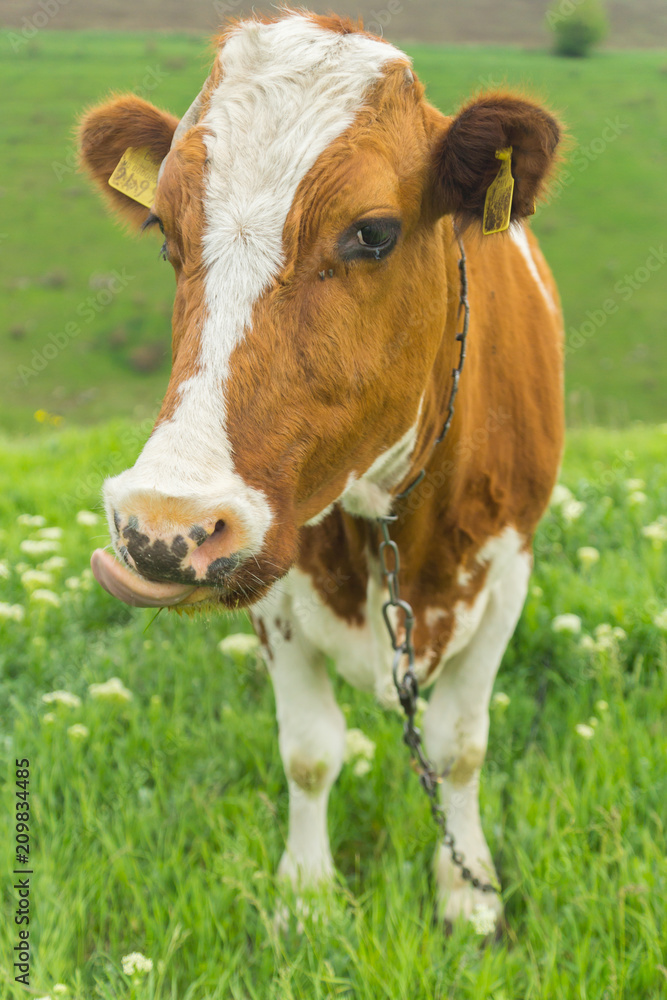 Closeup portrait of a cute friendly cow on a summer day on a green meadow in a countryside in Moldova, Europe