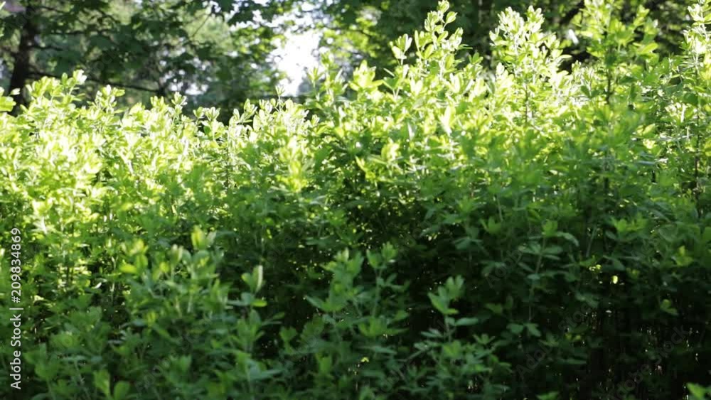 Slightly blurred summer forest scene. Green grass and trees on summer sunny day. Slow pan. Selective focus, Slightly blurred summer forest scene. Green grass and trees on summer sunny day. Slow pan. Selective focus,